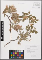 Salix bebbiana Sarg.